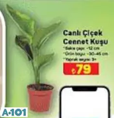 CANLI ÇİÇEK CENNET KUŞU CANLI ÇİÇEK CENNET KUŞU